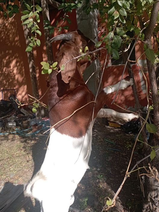 Capre și iezi boer de vânzare