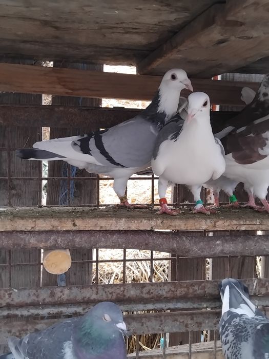 Porumbei voiajori frumoși