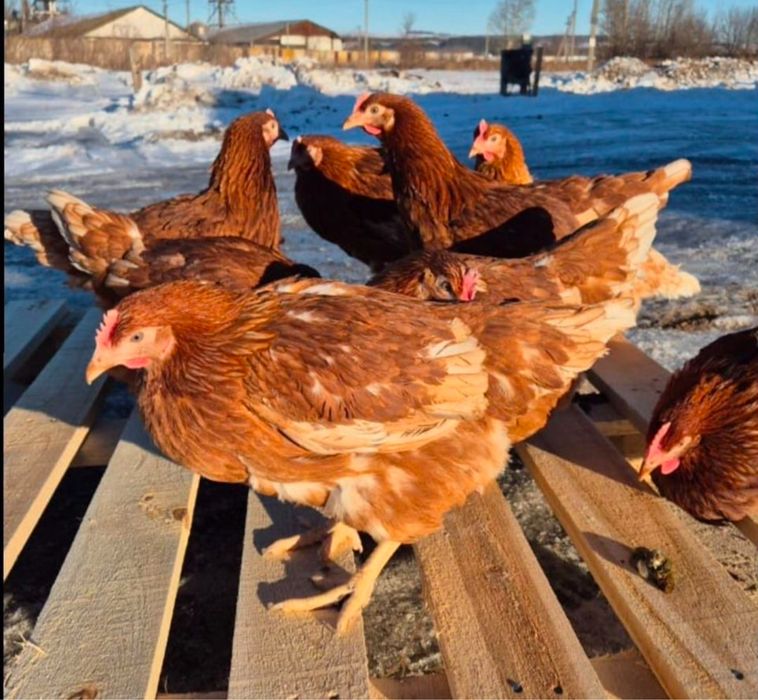 Тауык. куры Несушки Ломан Браун