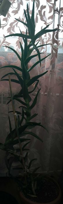 Стайно цвете ...алое