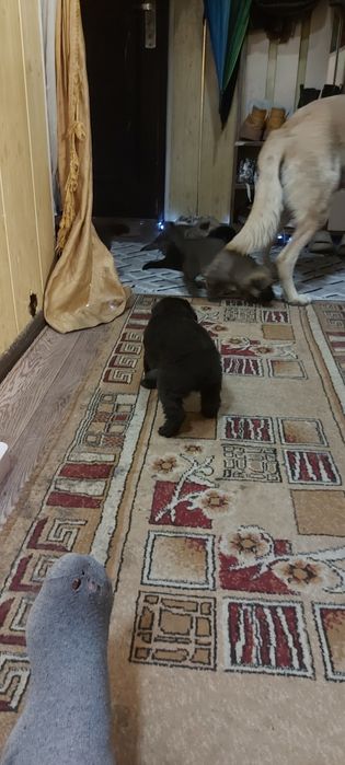 Продам щенков ВЕО (восточно европеской овчарки)