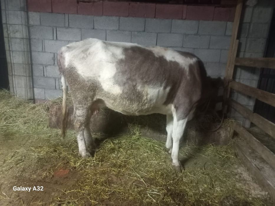 Карова с телёнкам  Кайназар