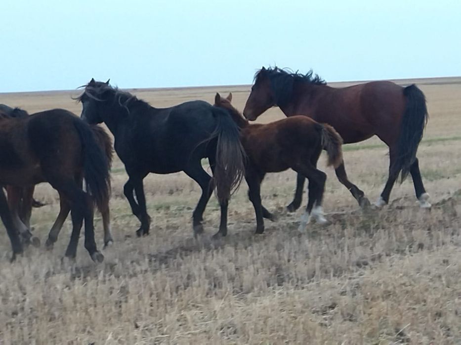 Продаю троих жеребят цена 900.000