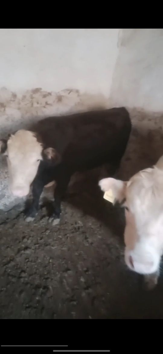 Sotiladi srochnoo yaxw boqilgan molla