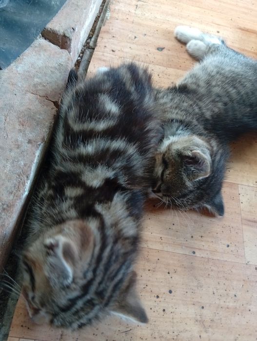 Бесплатно котята