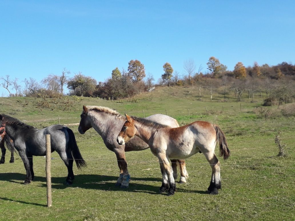 Vînd 2 căi armăsari unu de un an și al doilea de 2 ani