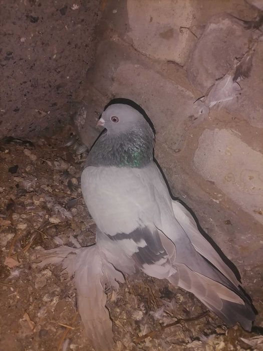 Голуби молодые  разные