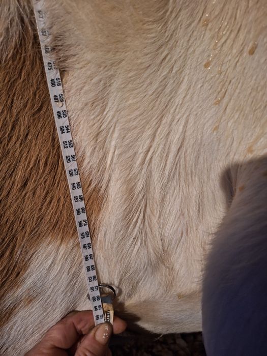 Vacă cu lapte  de vânzare