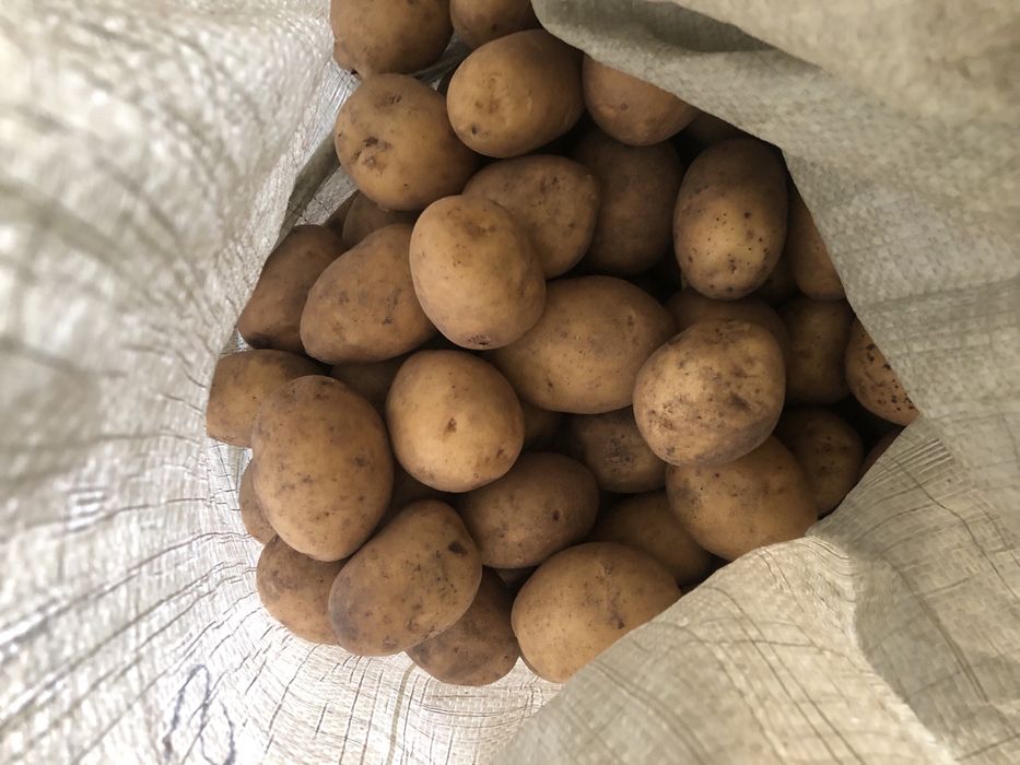 Картошка домашняя на продажу осталось 4 мешка по 5 ведер