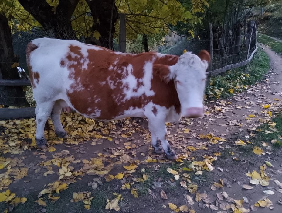 3 vacii de vanzare