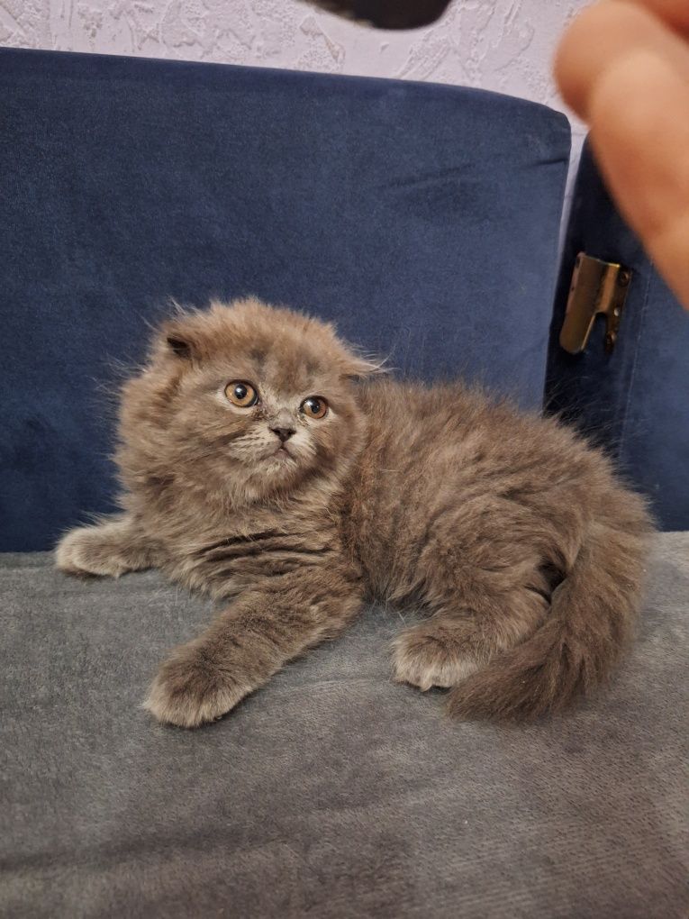 Шотландский котенок