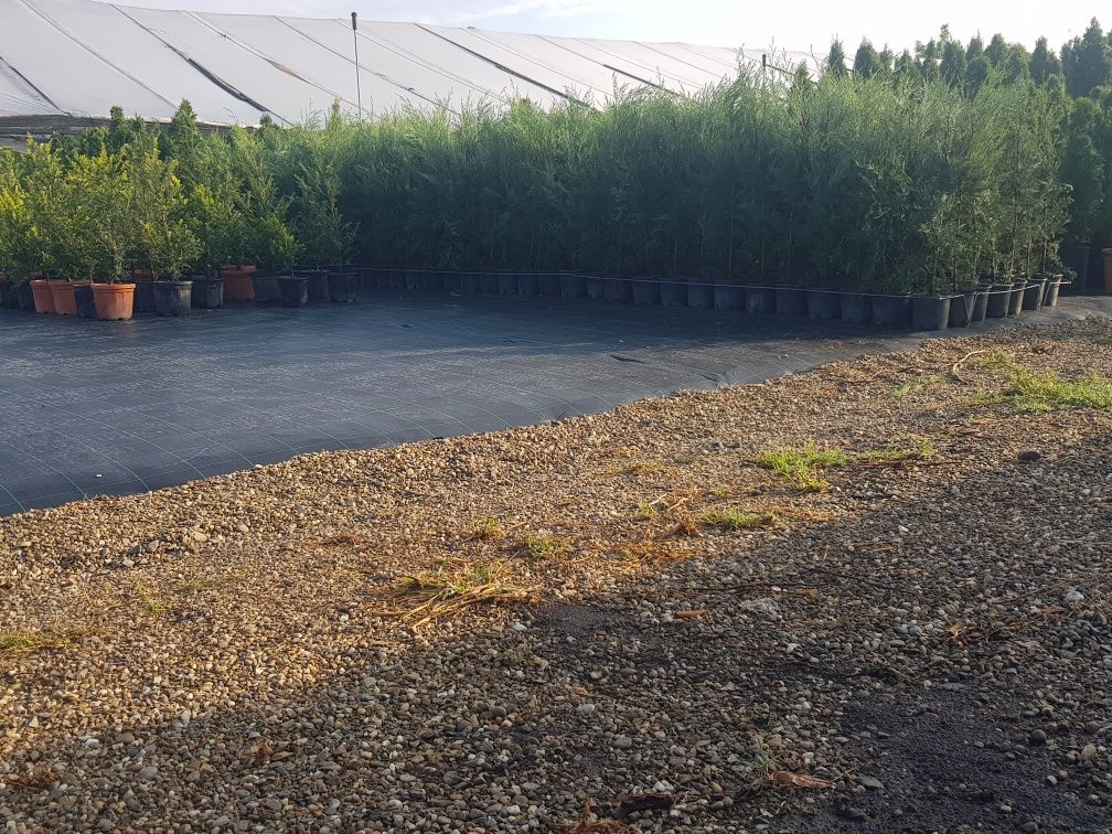 Leylandii altoite verzi 1,5 mt