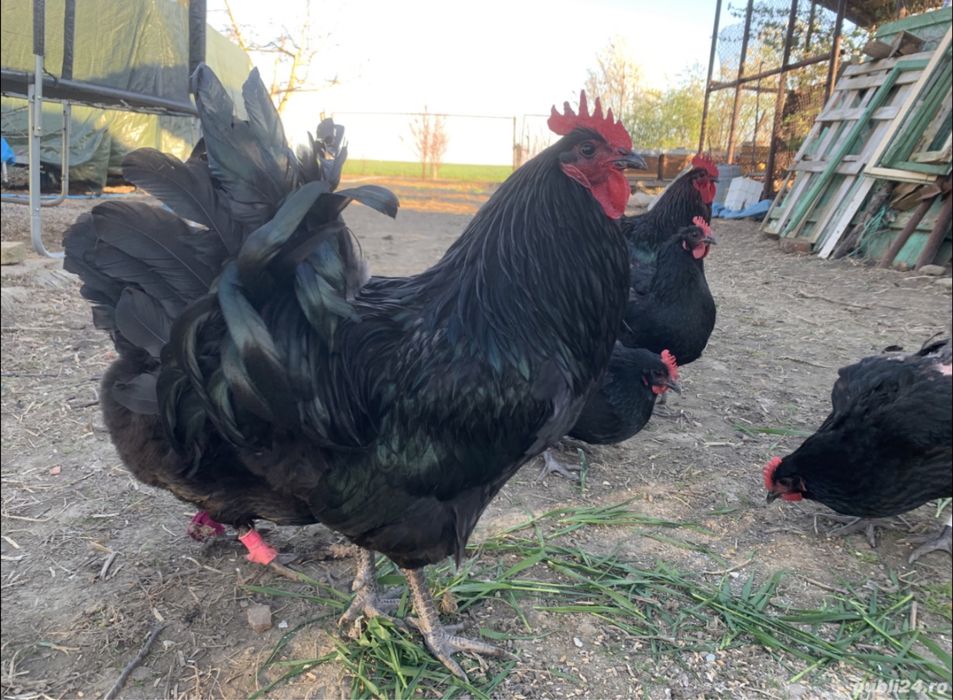 Vand oua Australorp