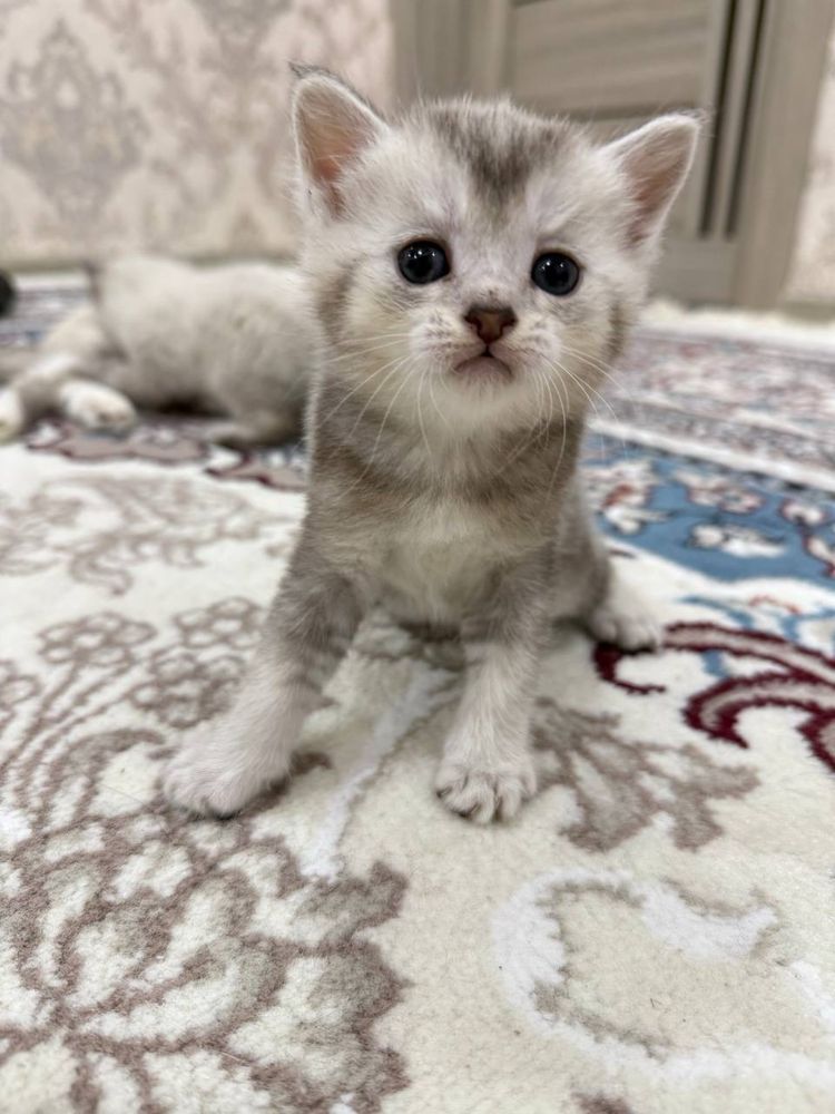 Mushuk sotiladii