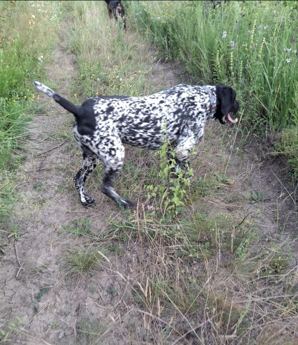 Brac german cu par scurt