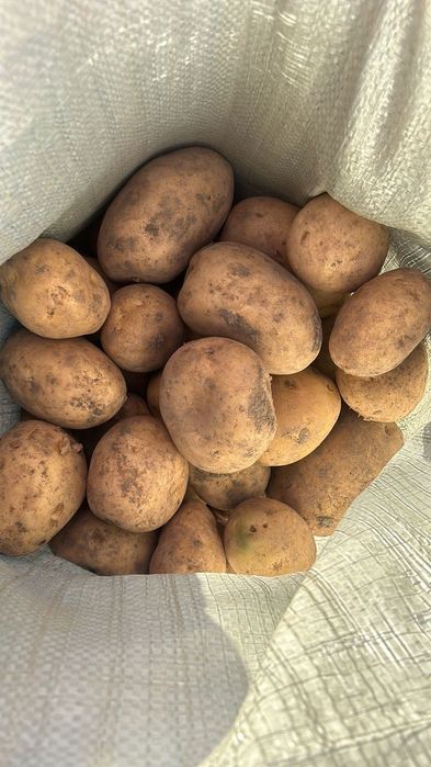 Картошка домашняя крупная вкусная