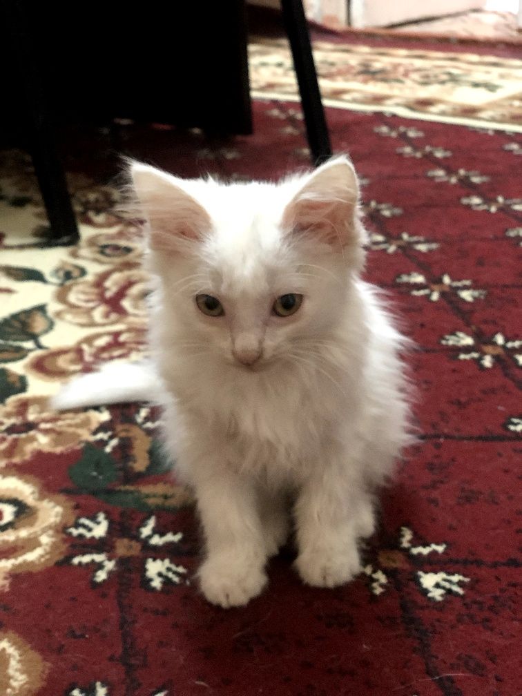 Котик турецкий ангора