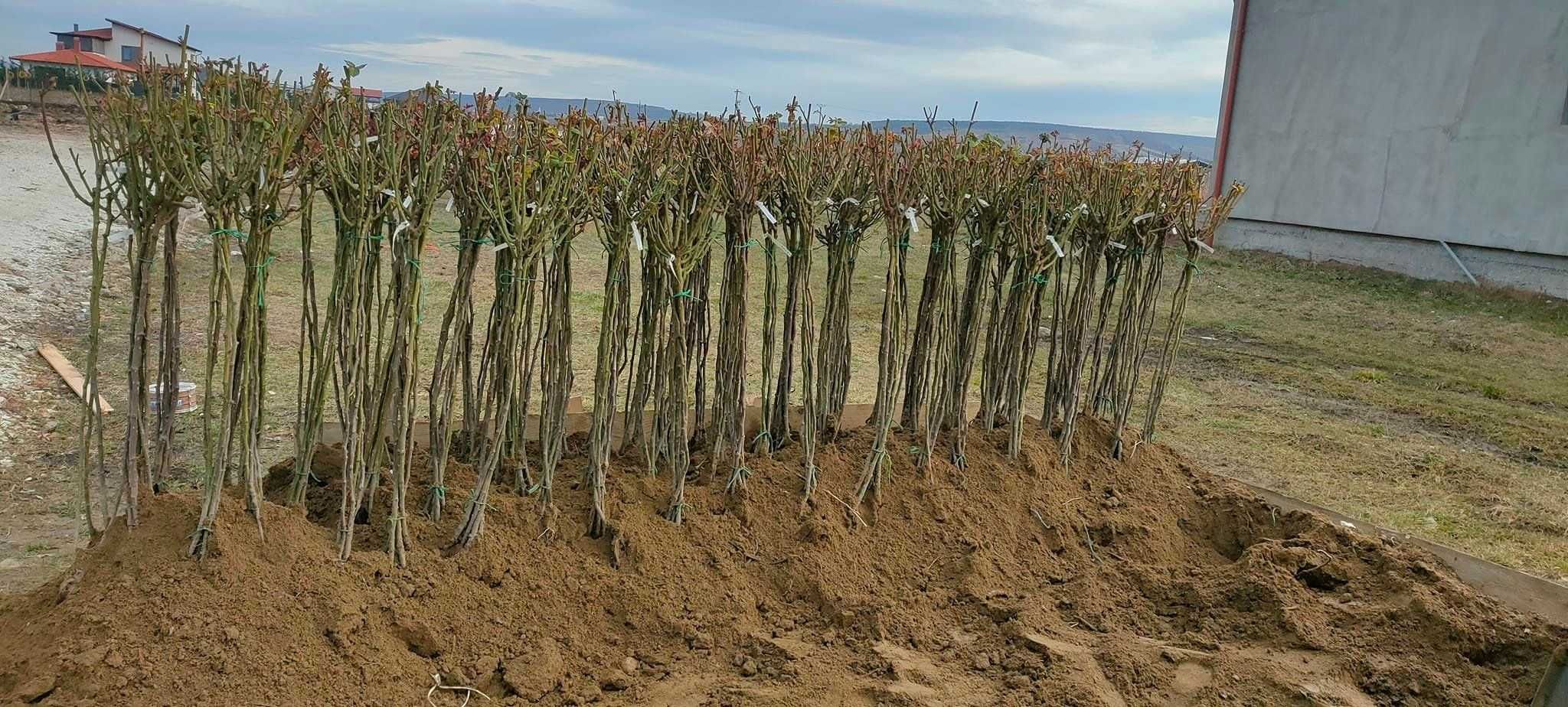 Trandafiri Pomisori Parfumati - Livrare oriunde in tara prin curier