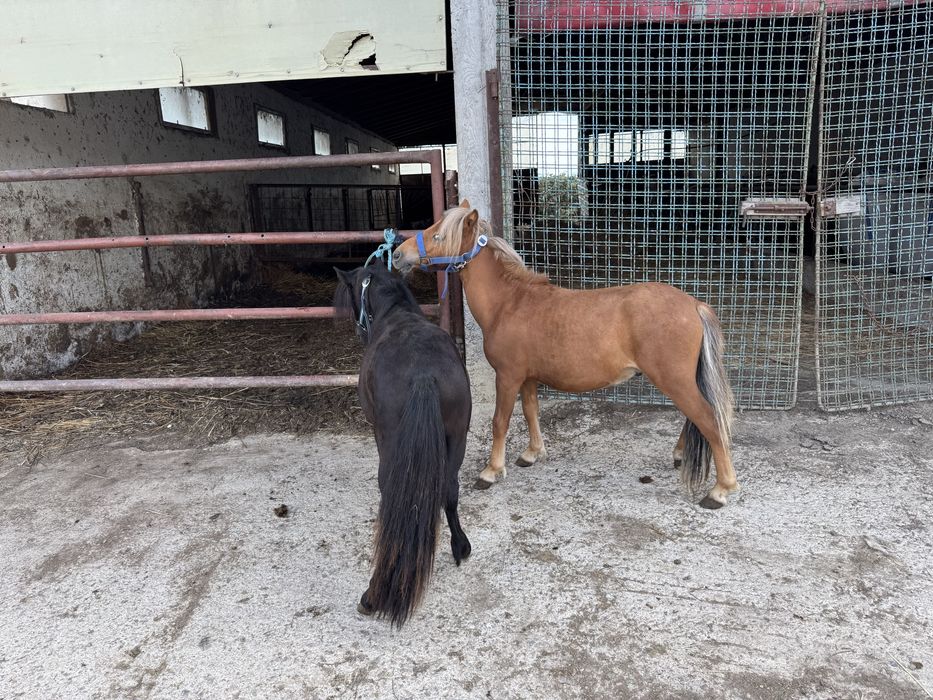 Vand  pereche de mini ponei