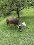 Vaca de vanzare sură de Maramures
