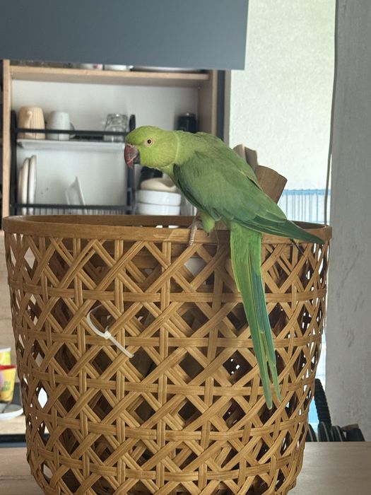 Продам Ожерелового попугая, возраст 9 месяцев.