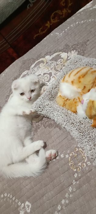 Британские кошечка 4 месяц