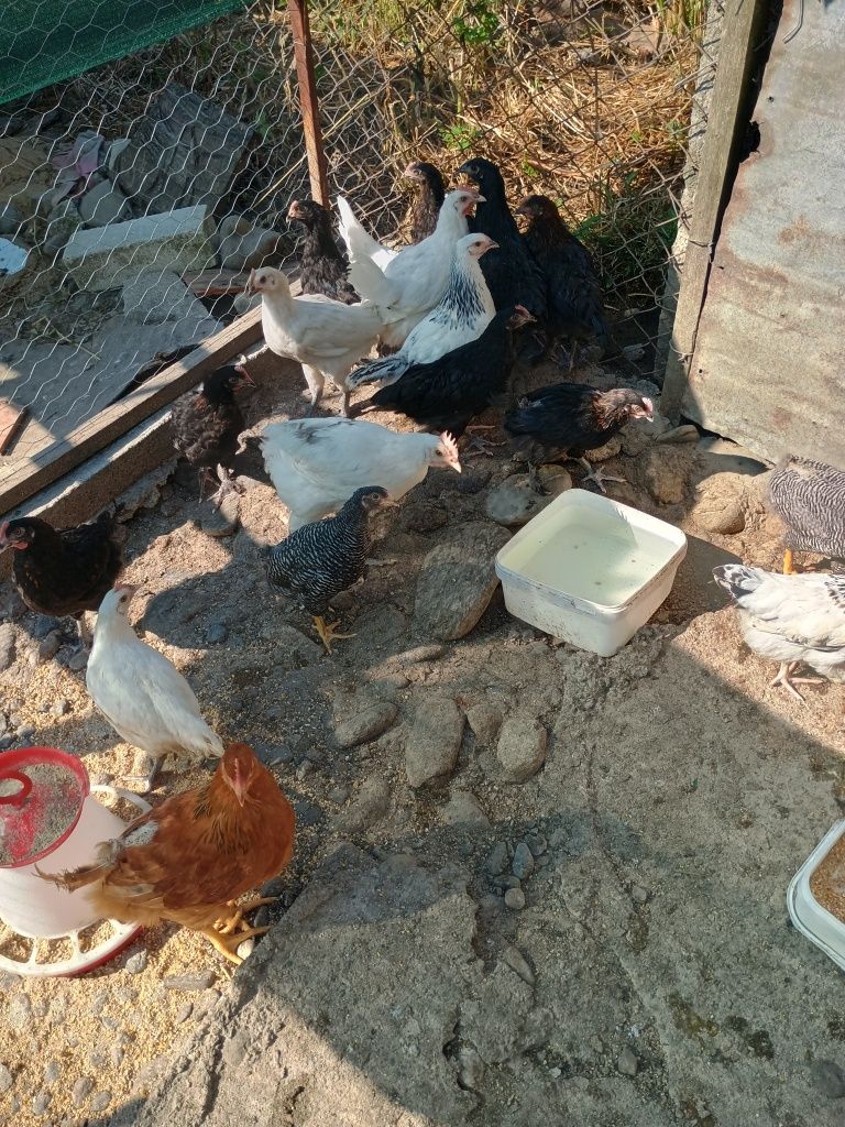 Puii găină de 12 săptămâni ,Marans,Bress ,Plymonth Rockbarat,New Hamps