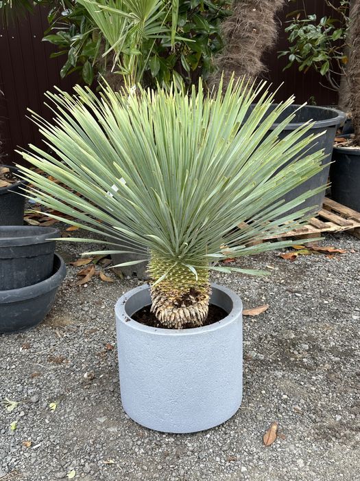 Iuca rostrata bosai ilex maslini tuia brazi spirale forme inupar etc