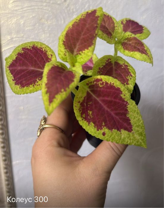 Колеусы два вида