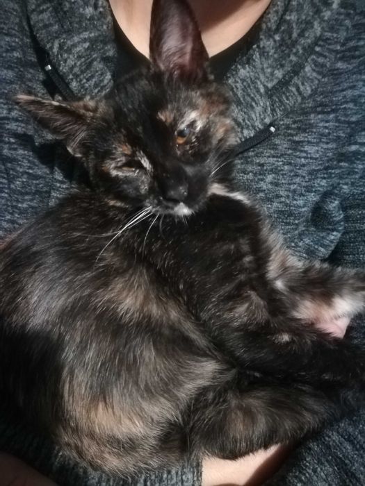 Подарявам коте на три месеца