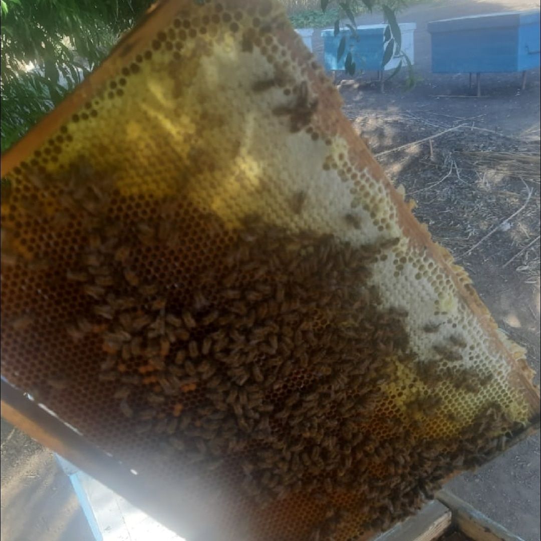 Мёд натуральный от производителя оптом и розницу