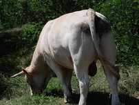 De vanzre taur sarolrz