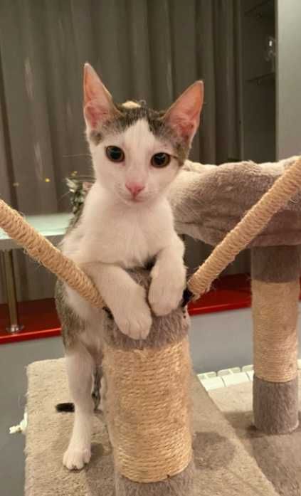 Adoptie pui de pisica, Alma