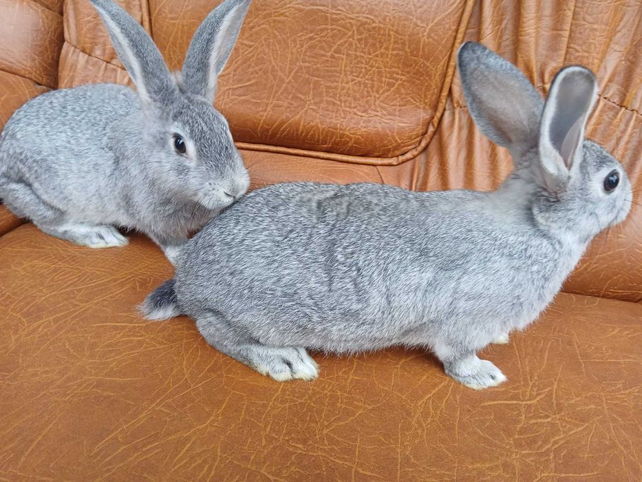 Pui de 2 luni hycol si berbec german disponibili 50 bucati 60 lei