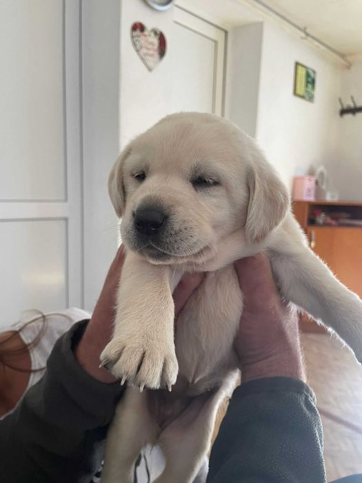 Donez pui de labrador