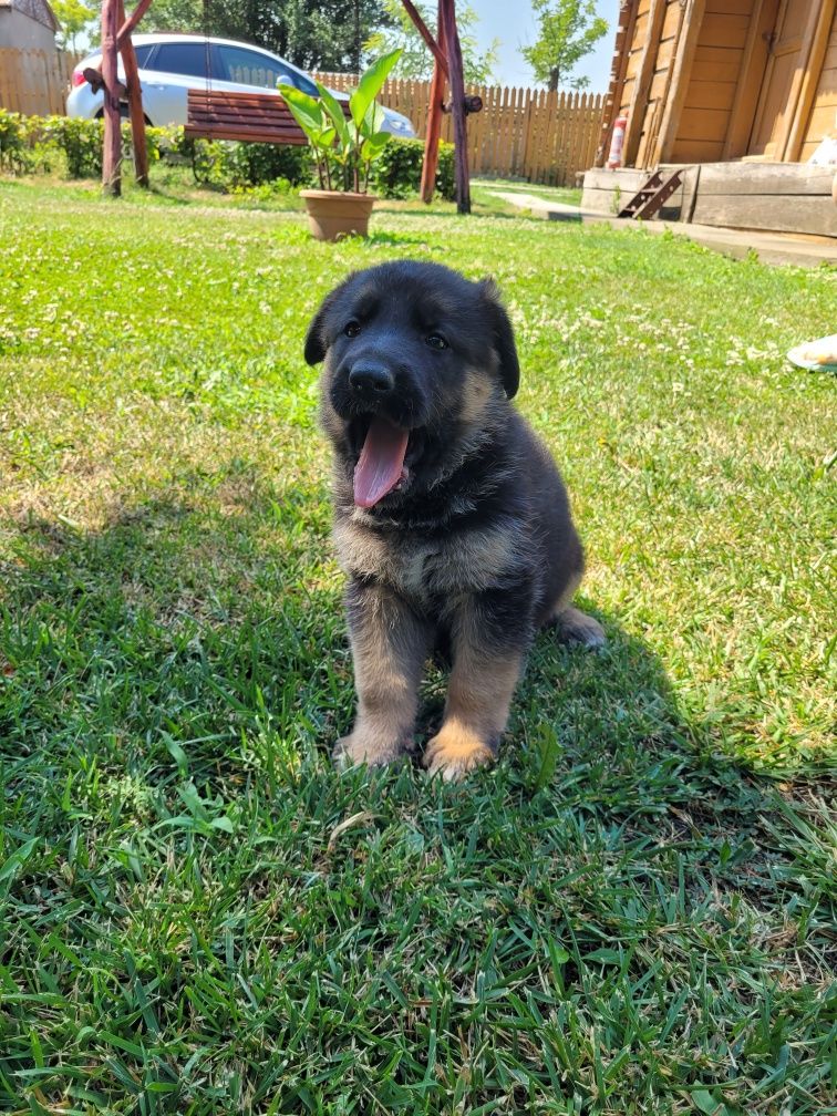 Pui Ciobanesc german