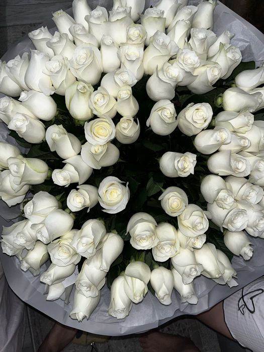 белые розы 101 25см