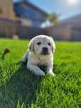 Pui Golden Retriever