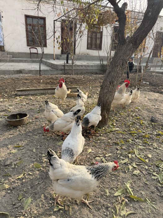Адлер серебристый инкубацион тухумлари сотилади. Тоза кон.