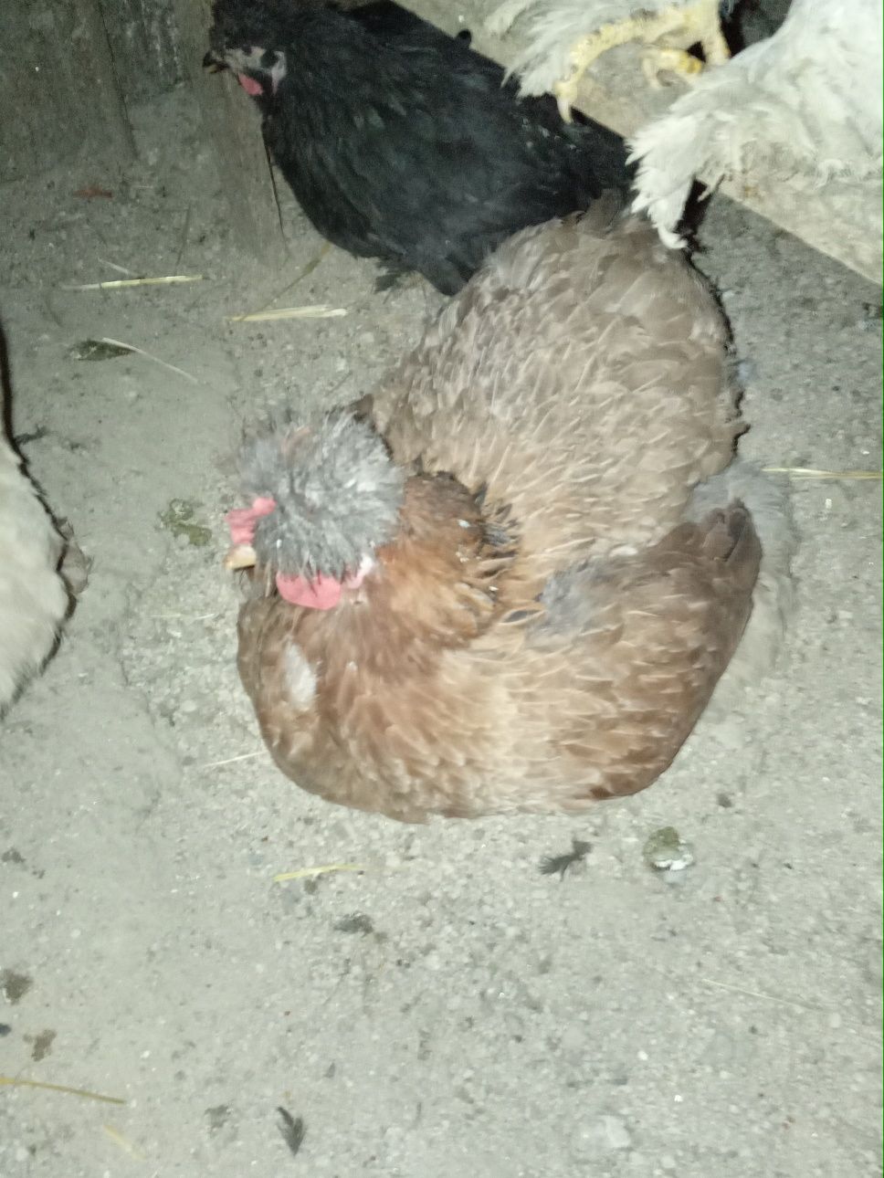 Продам яйца породы брама