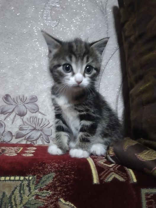 Продам очаровательных котят