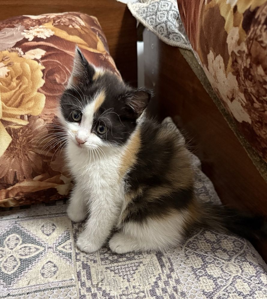 Отдам котят в добрые руки
