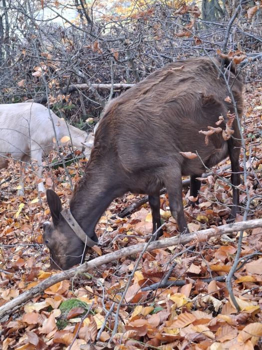 Vând capre bune de lapte