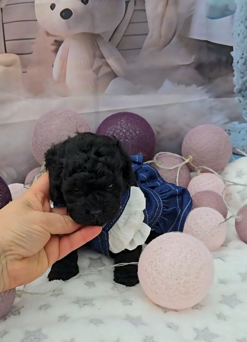 Мини пудел с родословие- 5 поколения назад