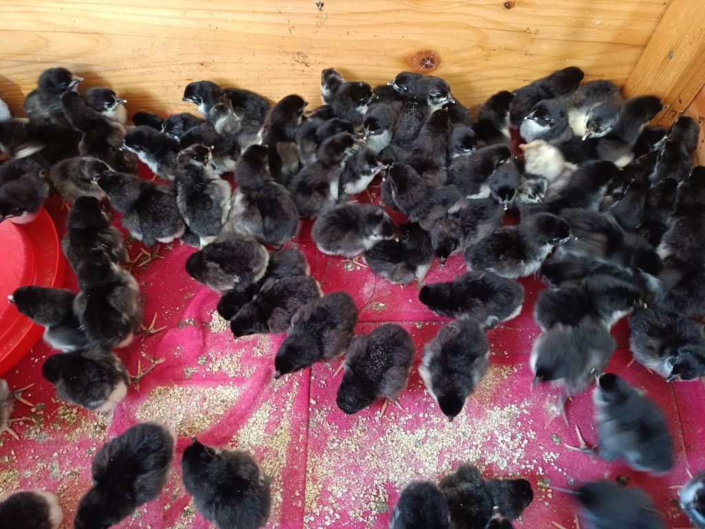 Pui australorp Oua australorp Găini australorp Găini rasa ouatoare