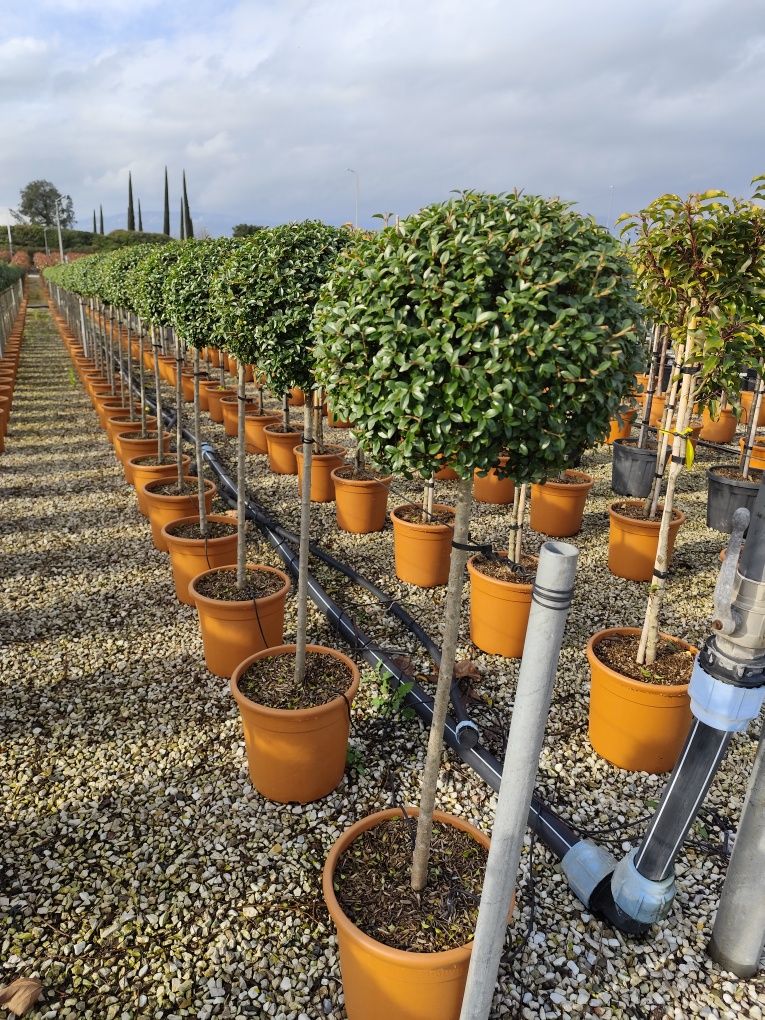Plante ornamentale aclimatizate