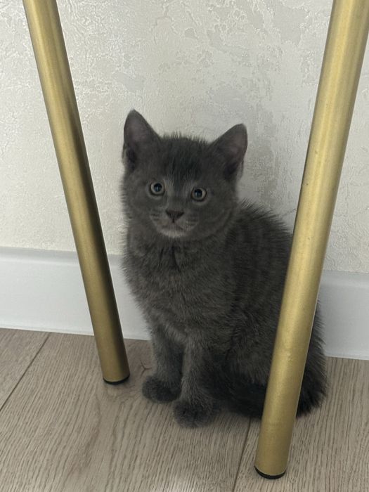 котенок 3 месяца кот