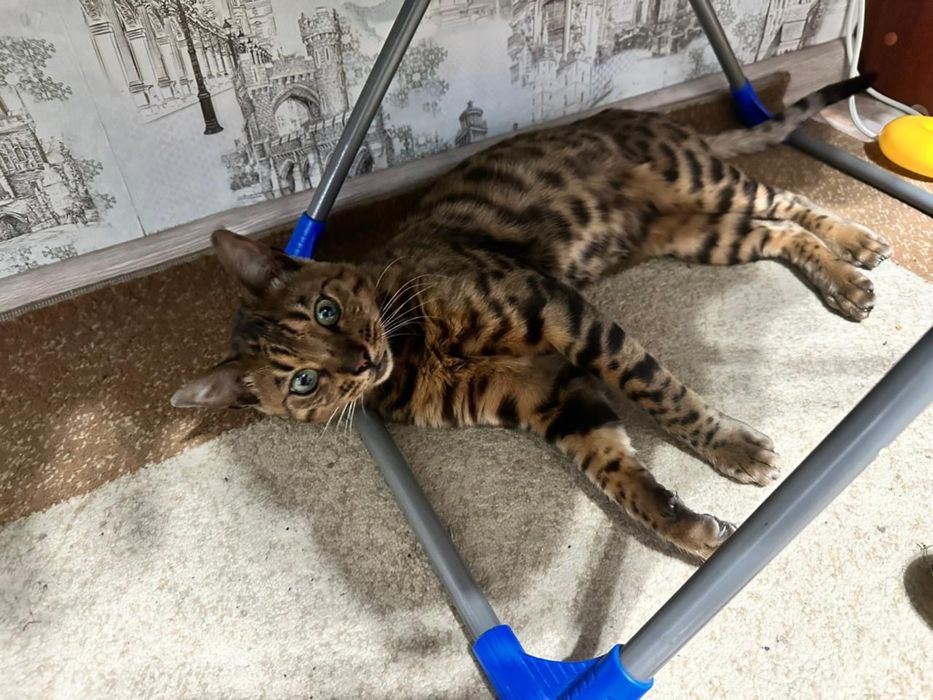 Бенгал мальчик 5 месяцев