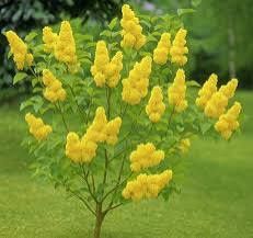 Liliac (Galben Intens )