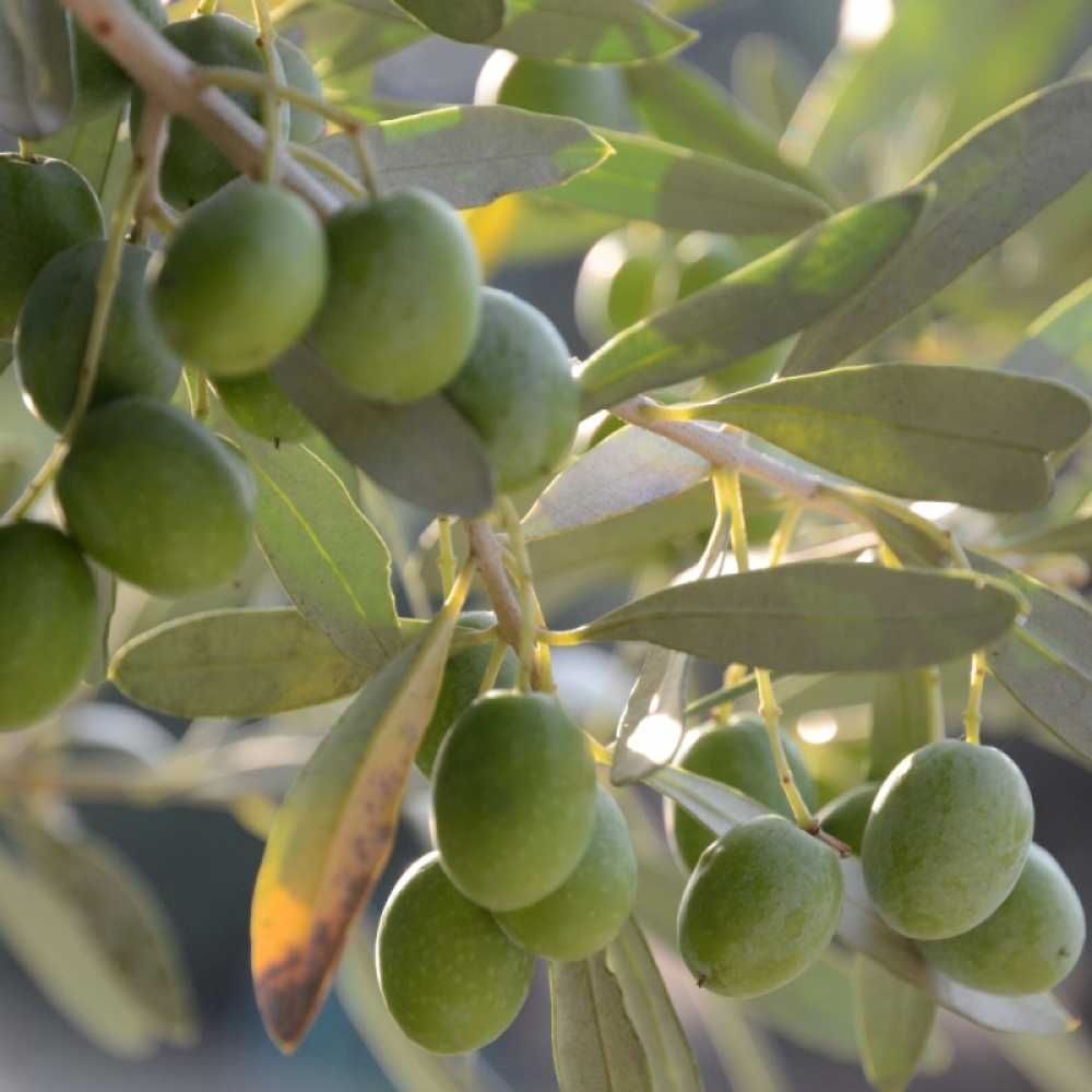 Maslin Olea Europaea, ghiveci 5 L, h 120-170 cm